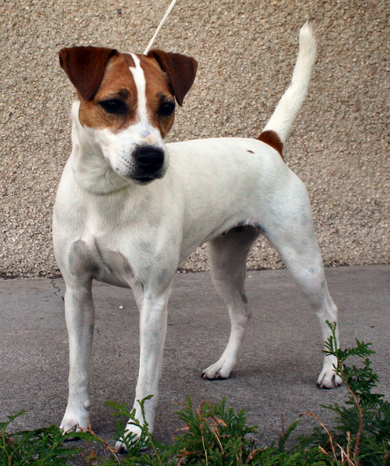 SeptiemeCiel Terrier Parson Jack Russell Puppies Ghilo DorWin