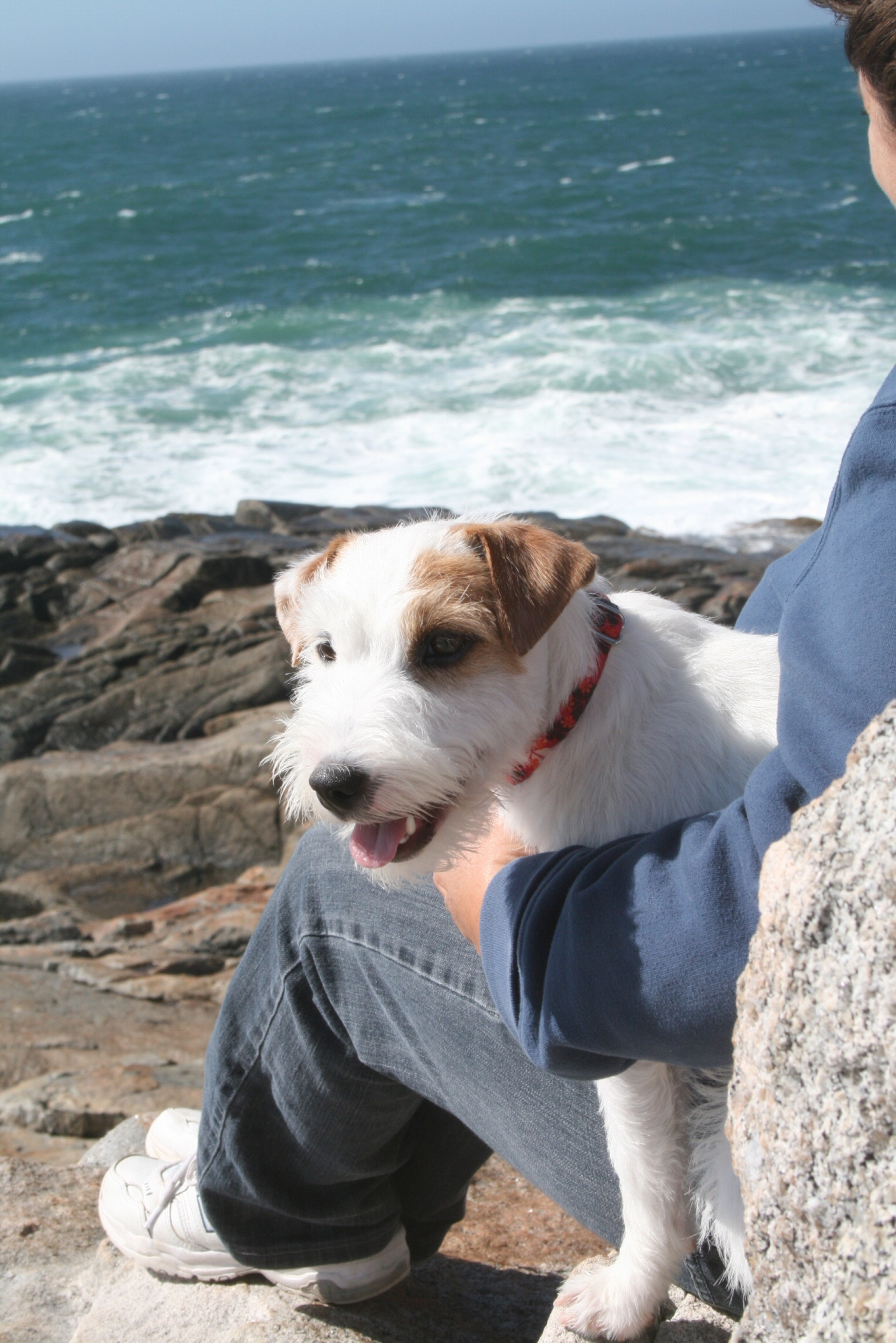 Resultado de imagen para Jack Russell Terrier ã‚¹ãƒ‘