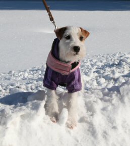 Gloria In The Snow