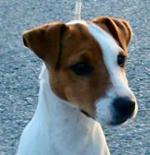 SeptiemeCiel D'or Win Stud Dog